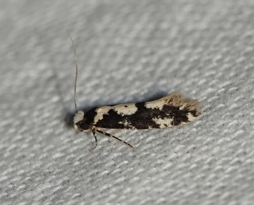 Neurothaumasia ankerella